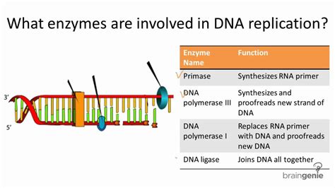 dna polymerase 1 role in dna replication|enzymes involved in dna replication.